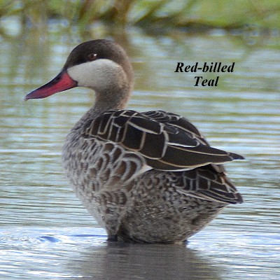 Red-billed Teal